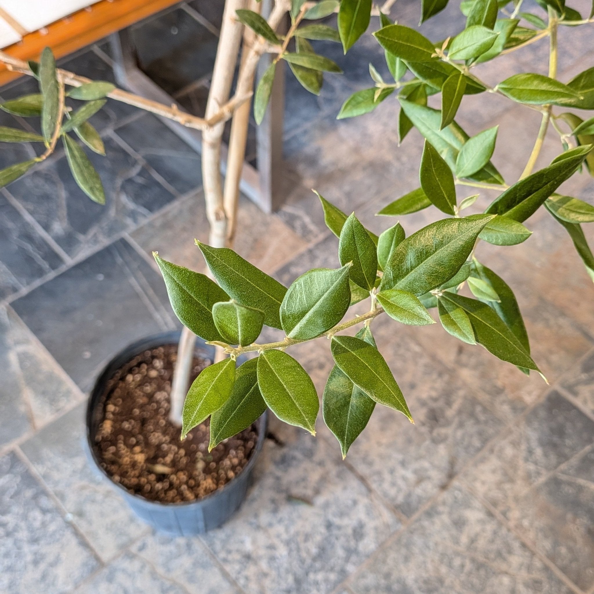 10" Olive Tree - MIKA