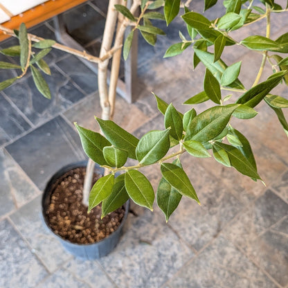 10" Olive Tree - MIKA