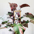 10" Philodendron Pink Princess - MIKAFleurPlants
