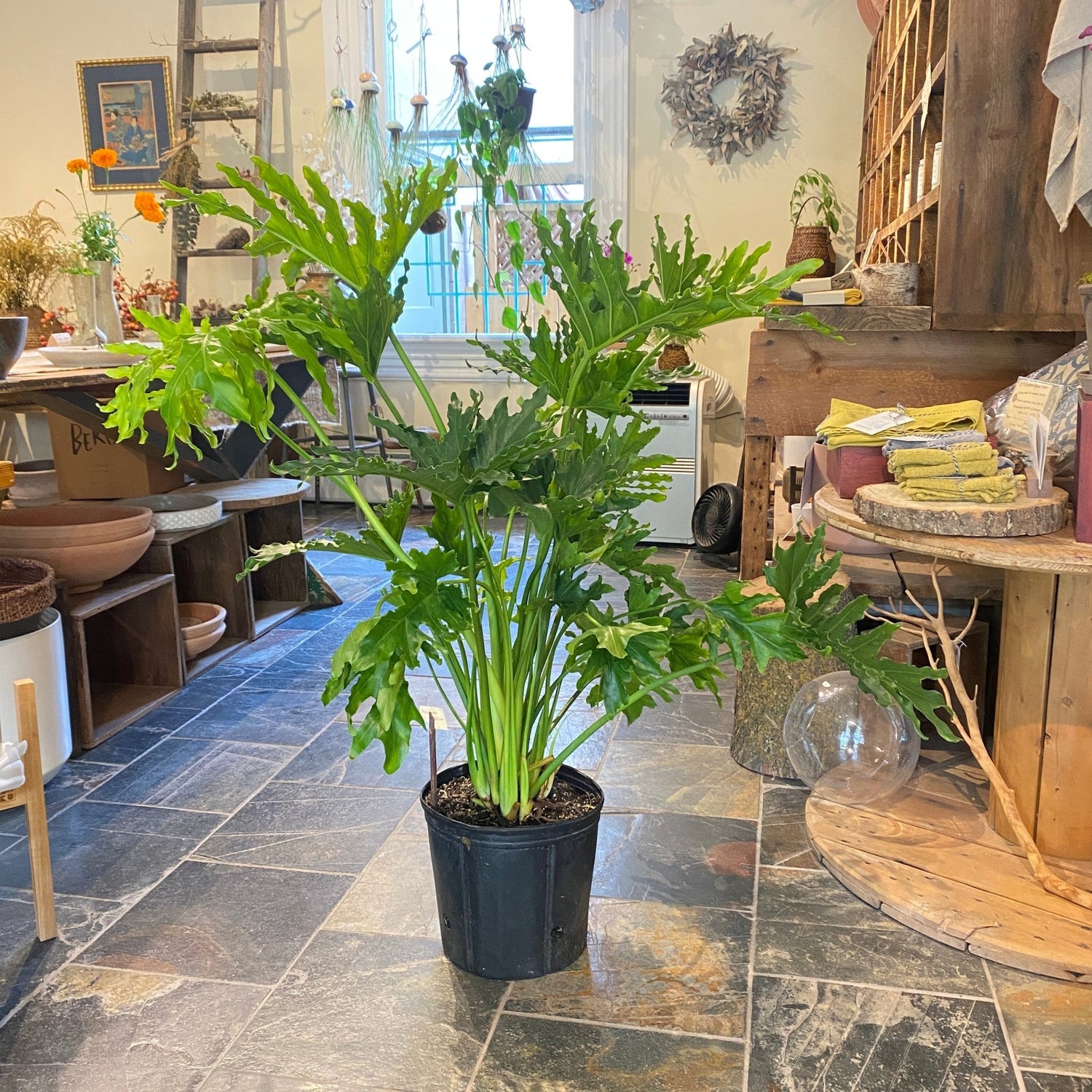10 philodendron 10" Philodendron Selloum – MIKA