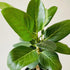 12" Ficus Audrey - MIKAFleurPlants