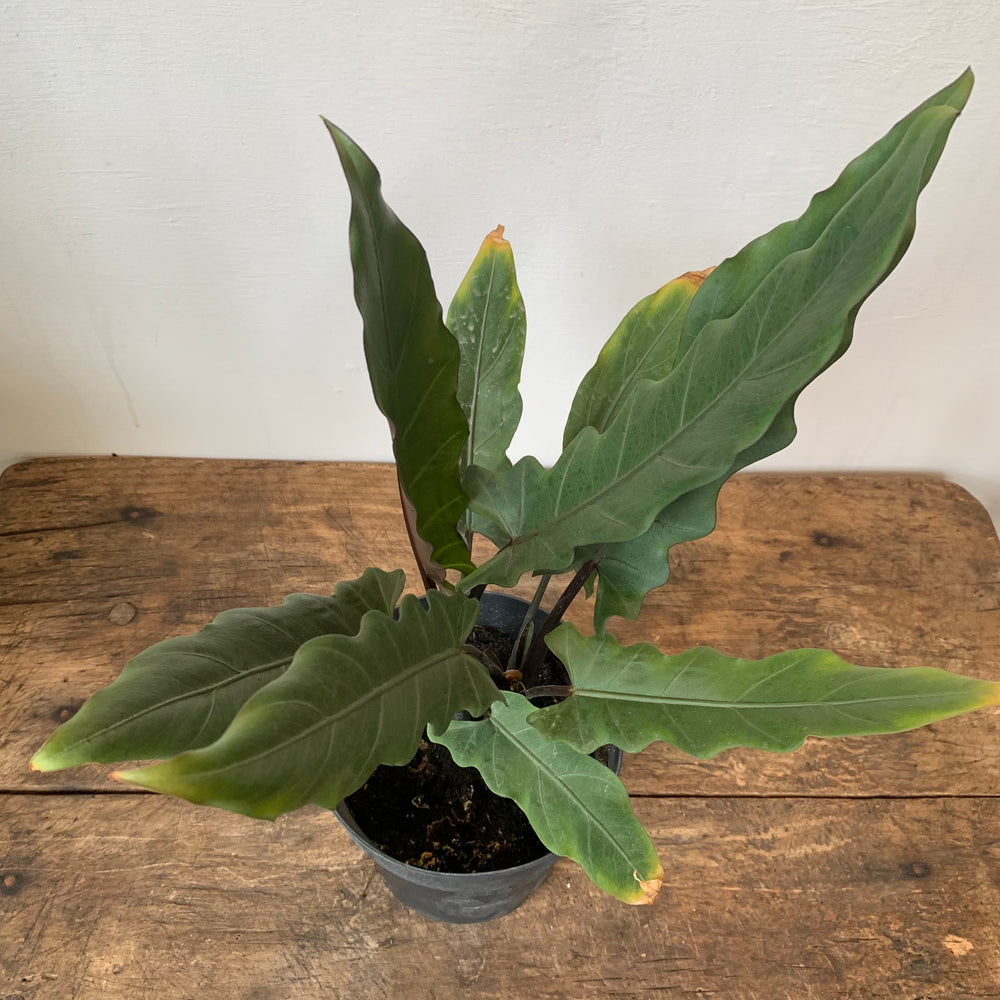 
                  
                    Load image into Gallery viewer, 6.5&amp;quot; Alocasia Purple Sword
                  
                