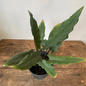 
                  
                    Load image into Gallery viewer, 6.5&amp;quot; Alocasia Purple Sword
                  
                