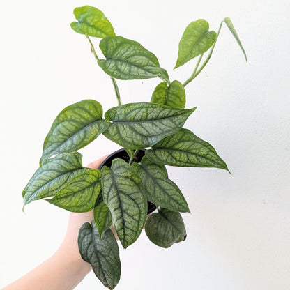 3" Monstera Siltepecana - MIKAPlants