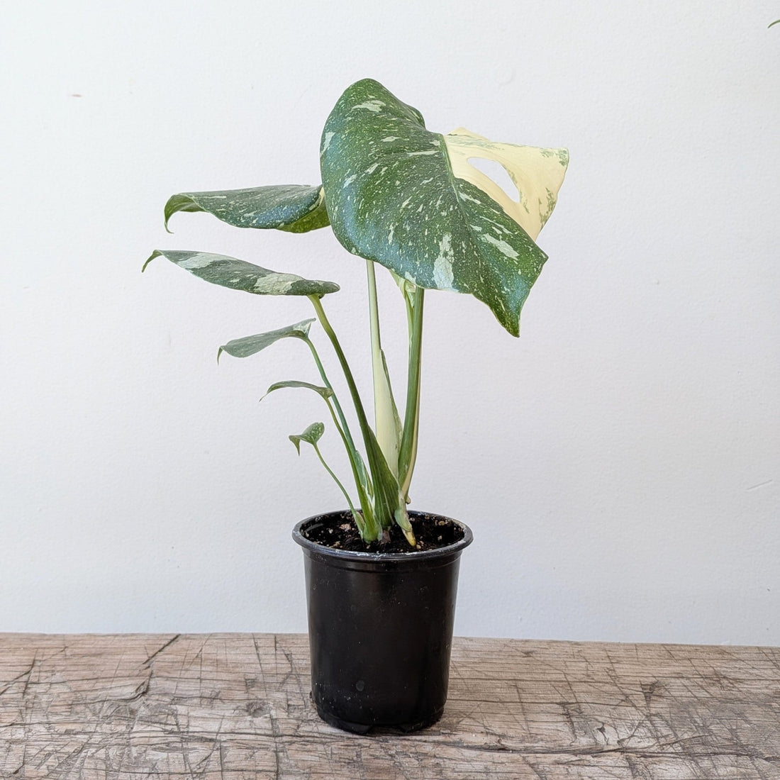 3" Monstera Thai Constellation - MIKAPlants
