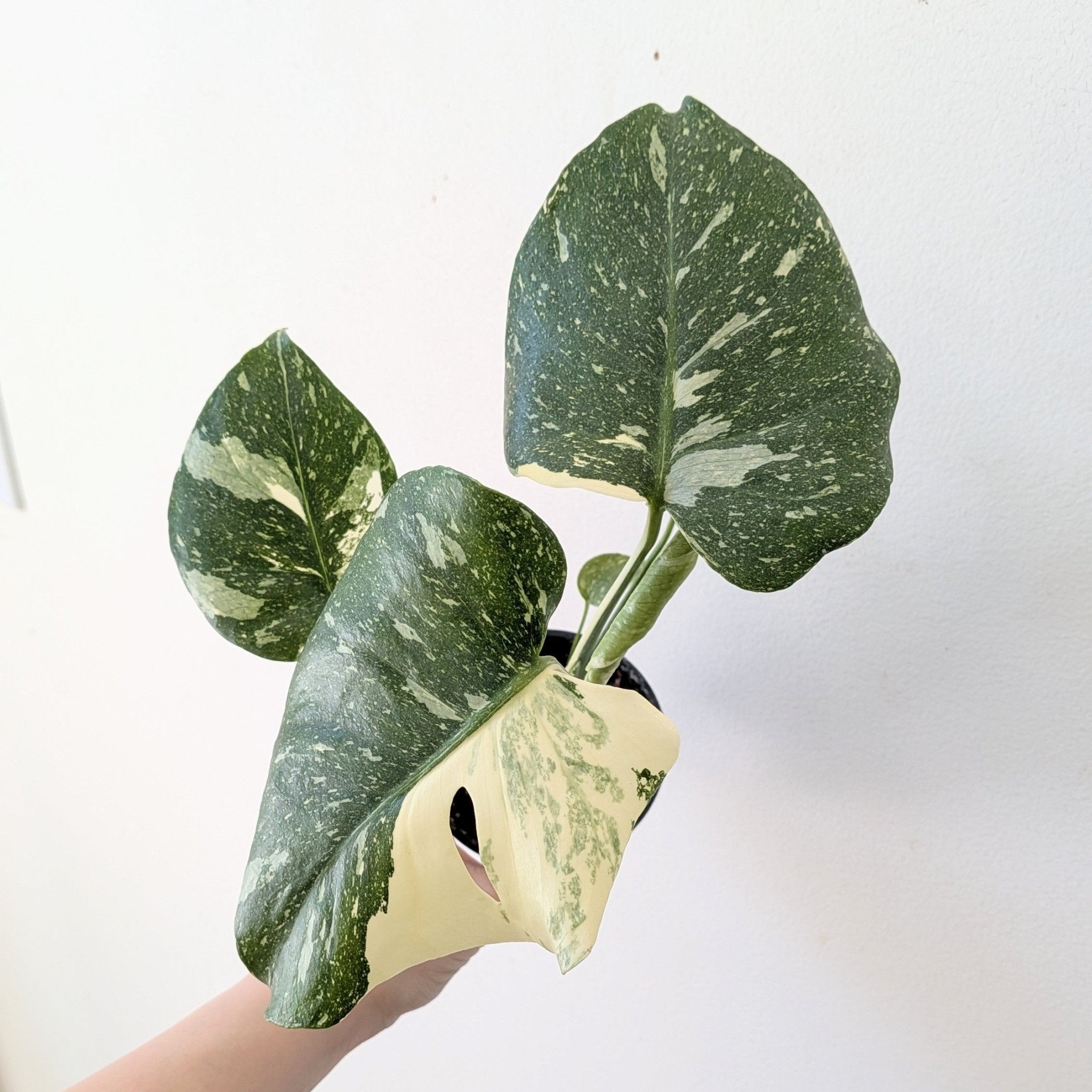 3" Monstera Thai Constellation - MIKAPlants
