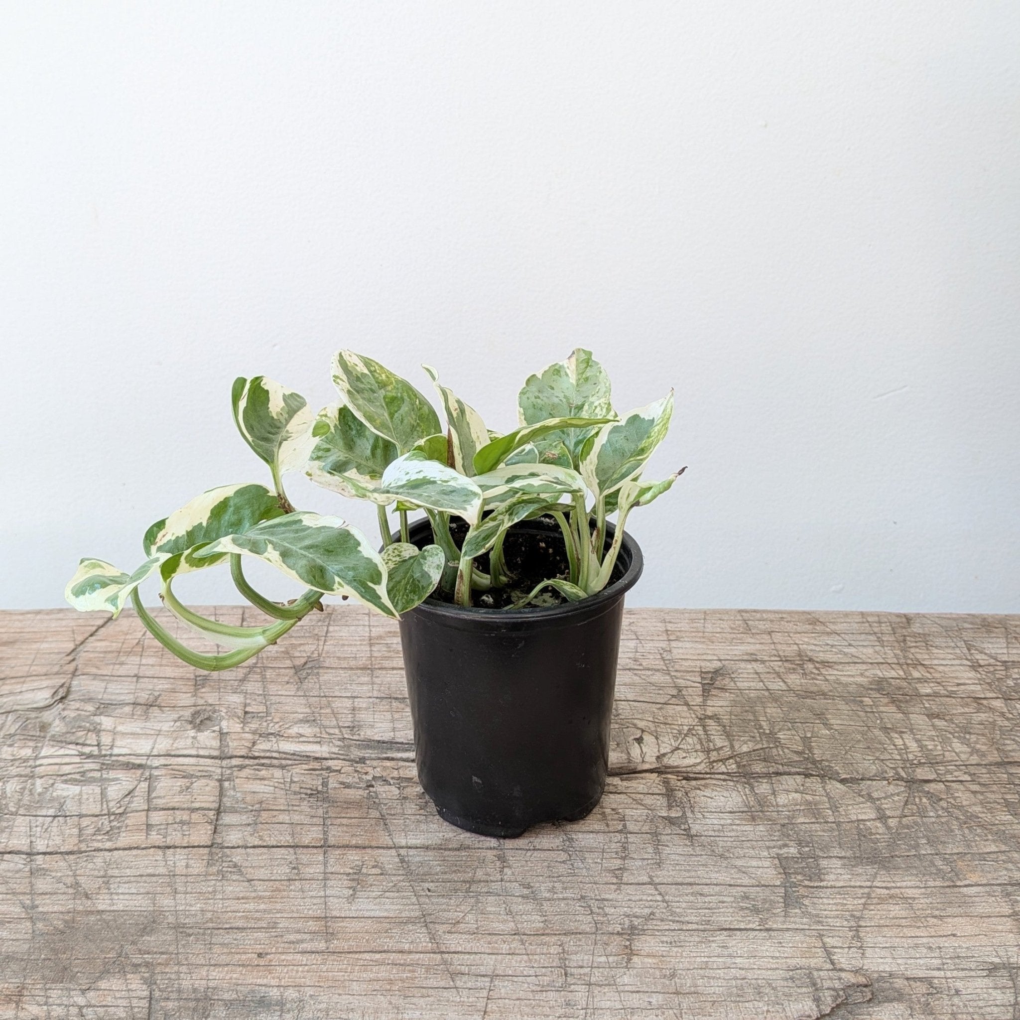 3" Pothos - MIKAPlant