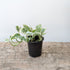3" Pothos - MIKAPlant