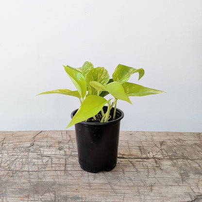 3" Teruno Kaguya Lemon pothos - MIKAPlants