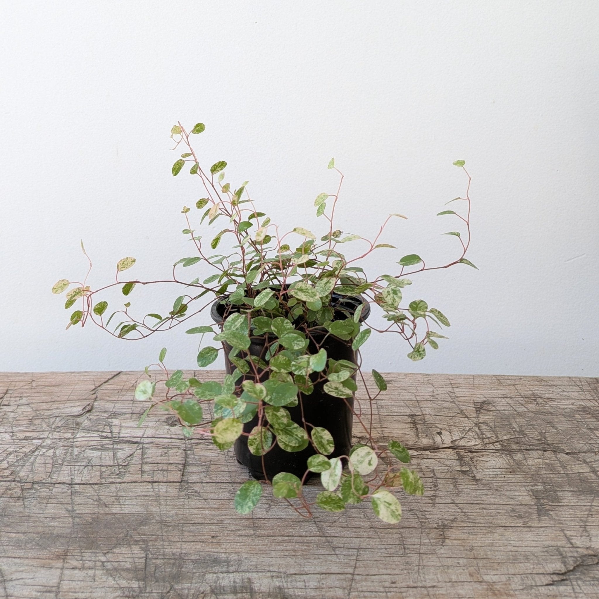 3" Wire Vine - MIKAPlants