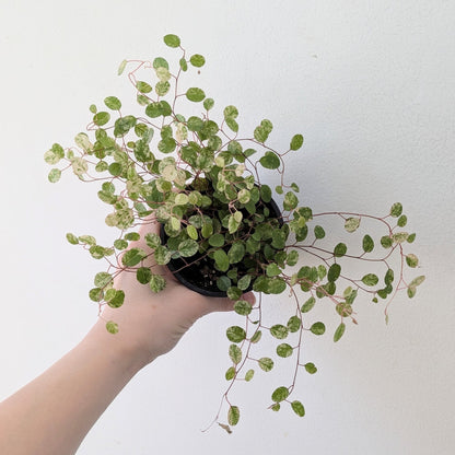 3" Wire Vine - MIKAPlants