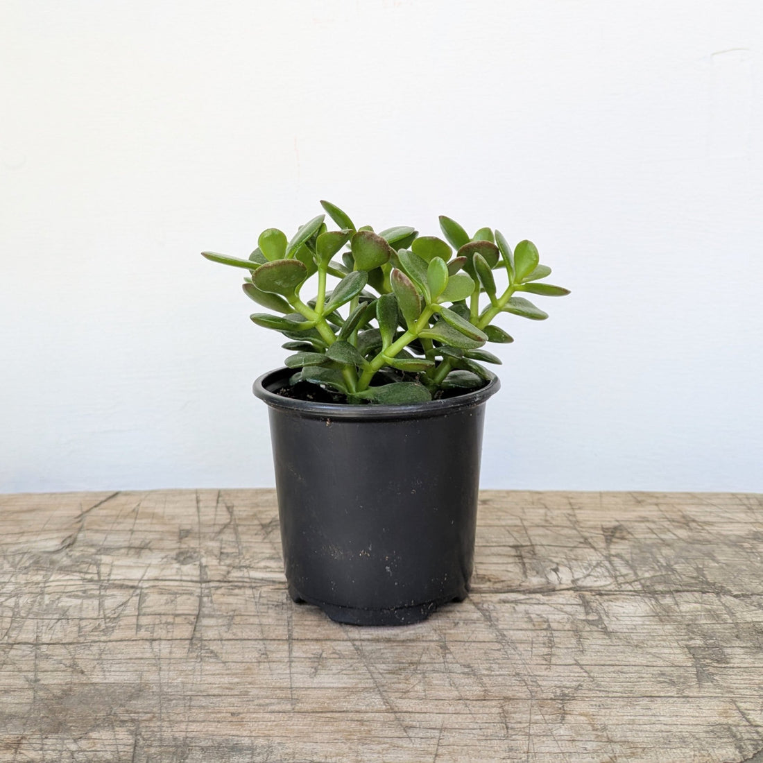3.5&quot; Jade Plant - MIKAPlant