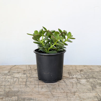 3.5&quot; Jade Plant - MIKAPlant