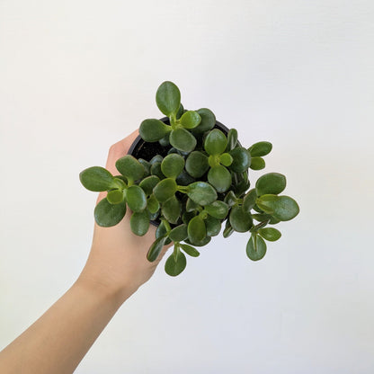 3.5&quot; Jade Plant - MIKAPlant