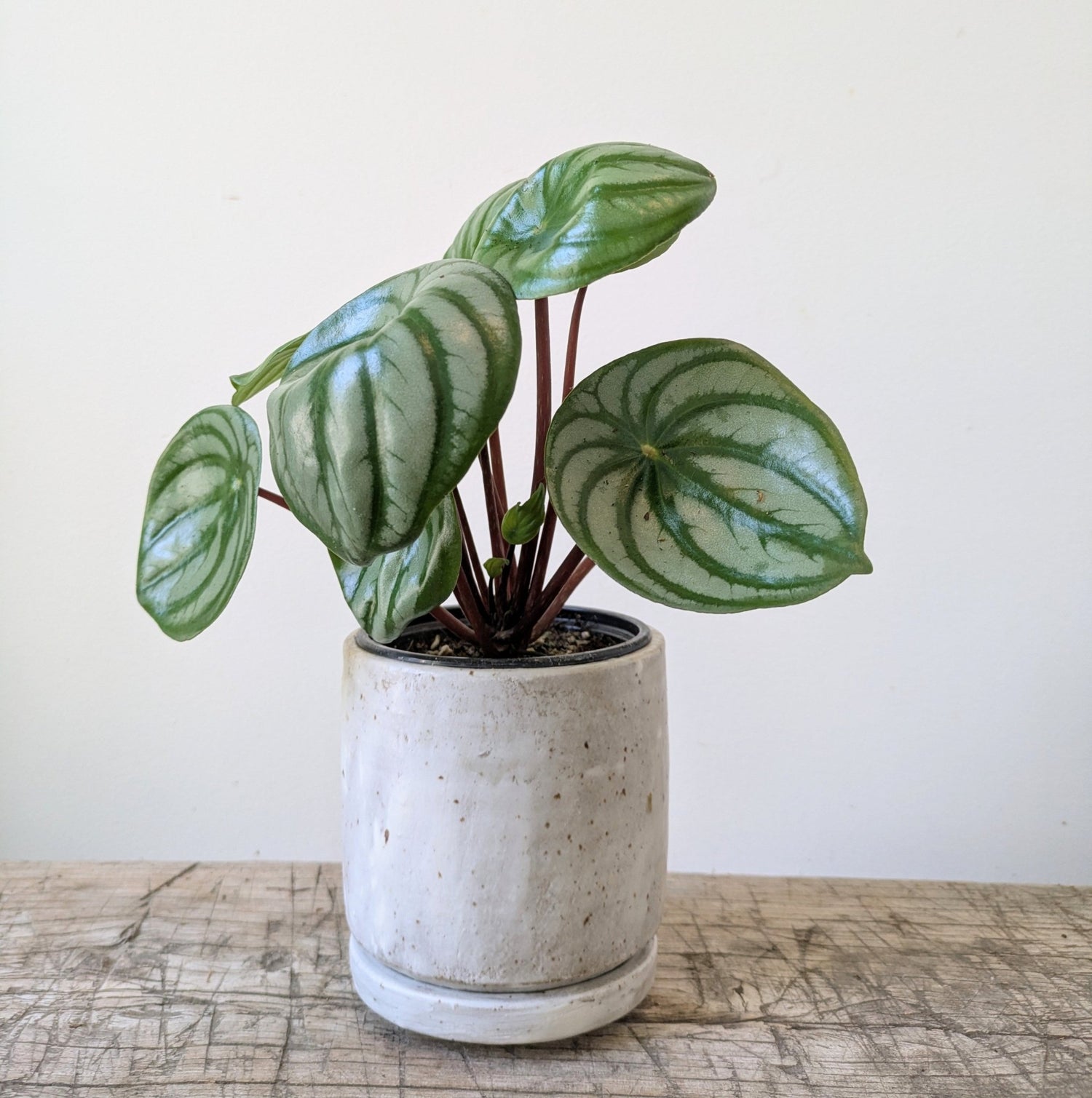 3.5&quot; MIKA&
