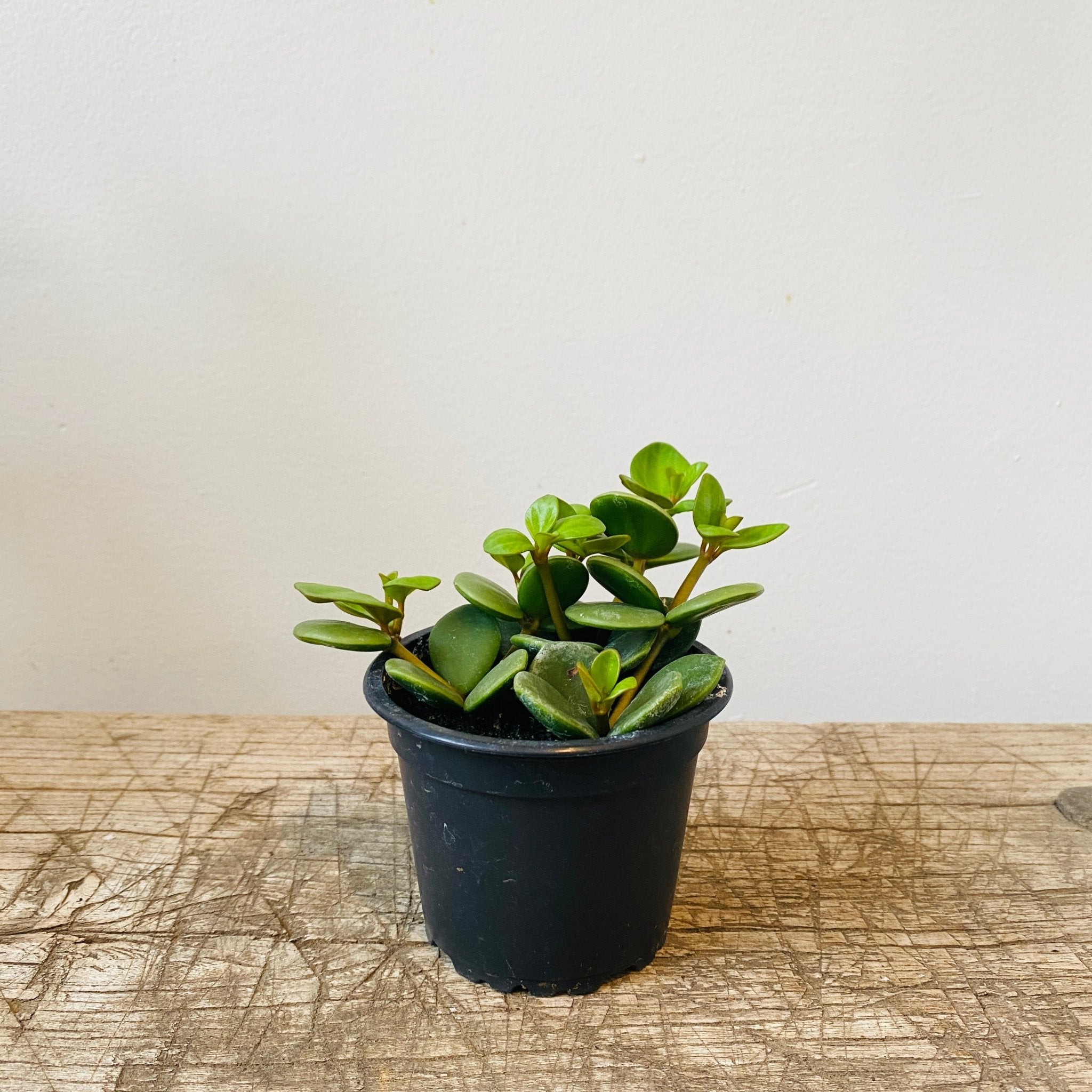 3.5” Peperomia hope (pet friendly) - MIKAPlant