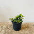 3.5” Peperomia hope (pet friendly) - MIKAPlant