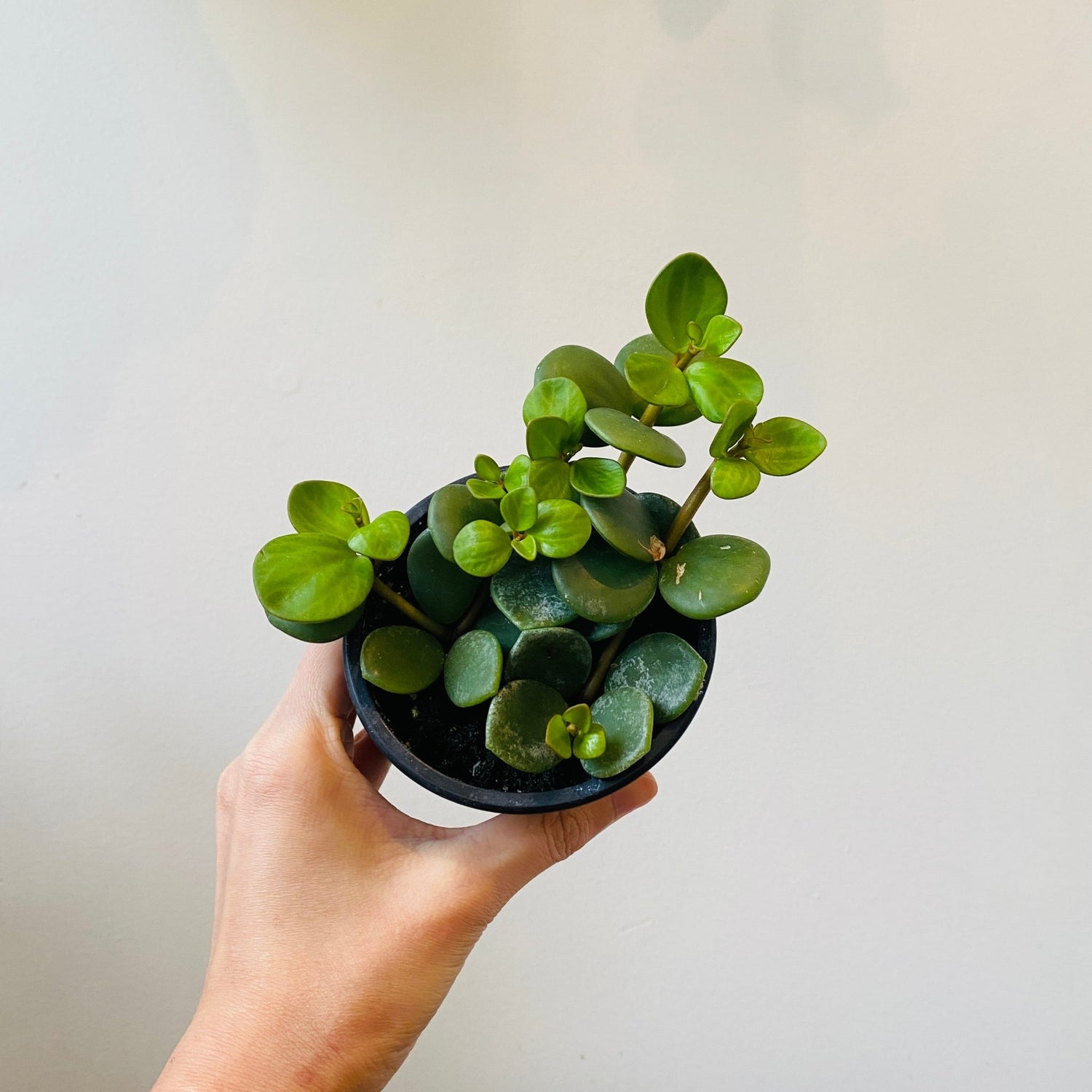 3.5” Peperomia hope (pet friendly) - MIKAPlant