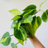 3.5" Philodendron Brasil - MIKAFleurPlants