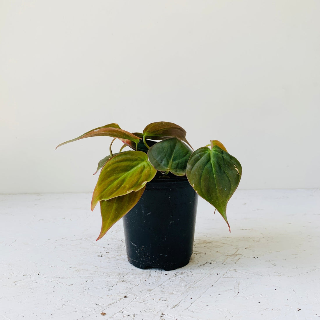 3.5” Philodendron Micans - MIKAFleurPlant