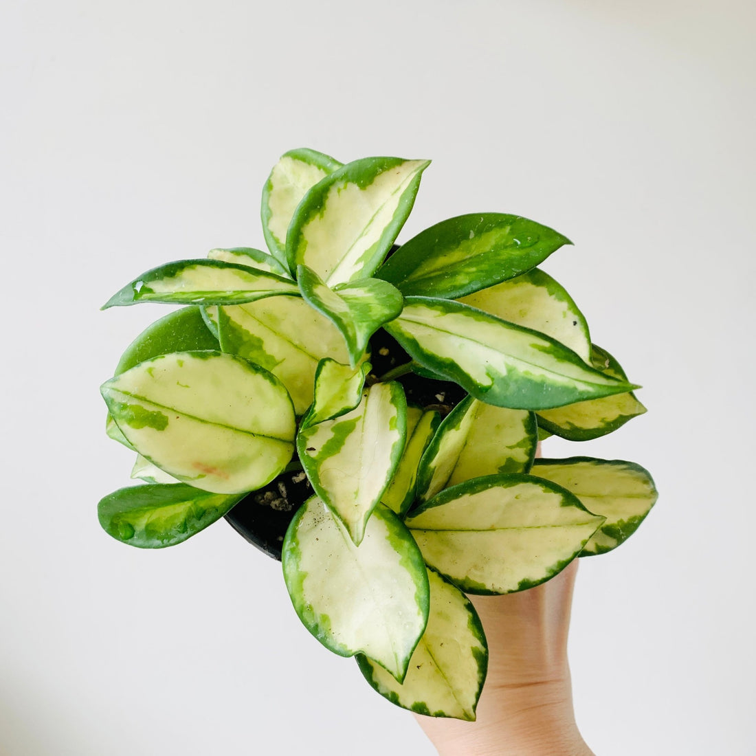 4&quot; Hoya Tricolor - MIKAFleurPlants