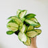 4" Hoya Tricolor - MIKAFleurPlants