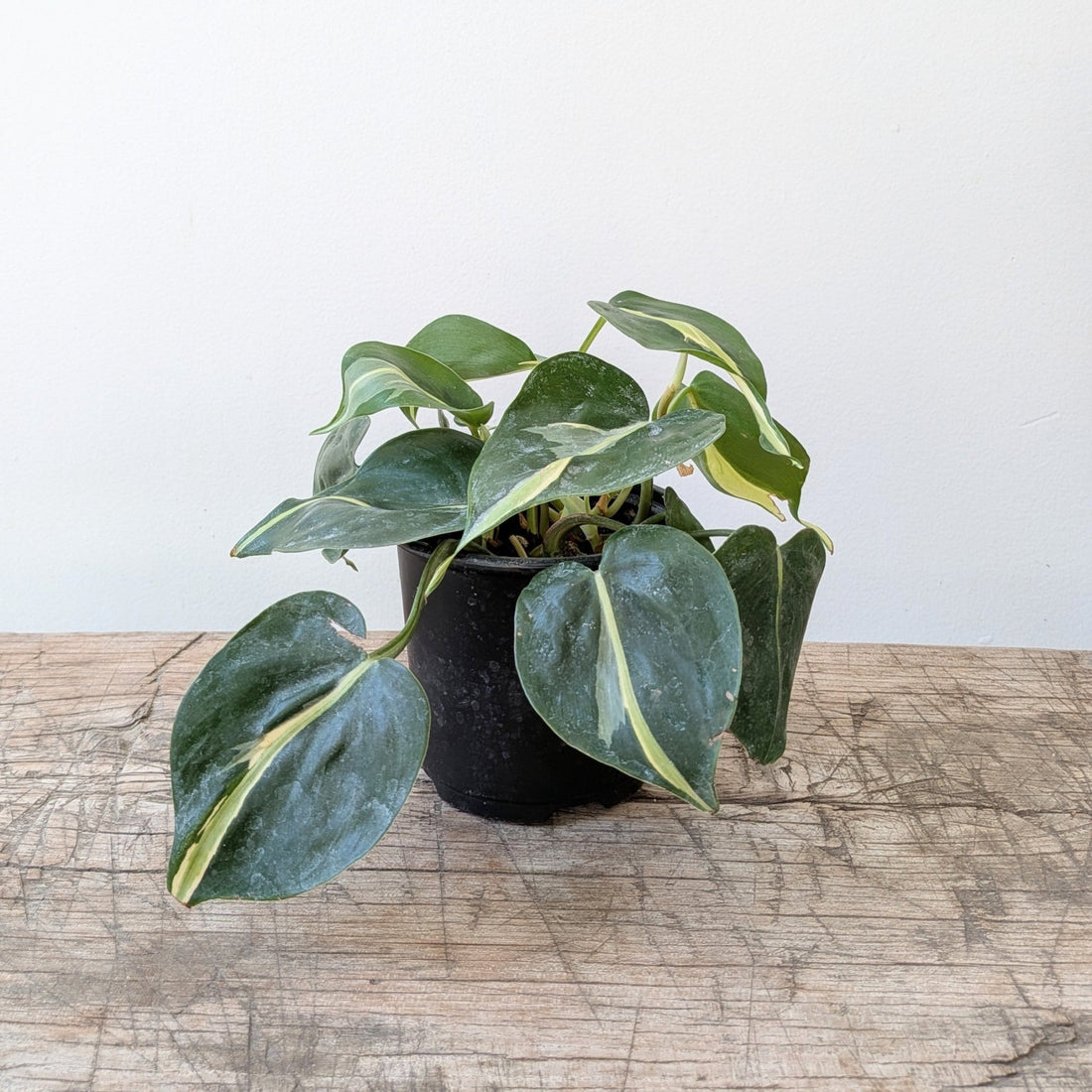 4" Philodendron Rio - MIKAPlant