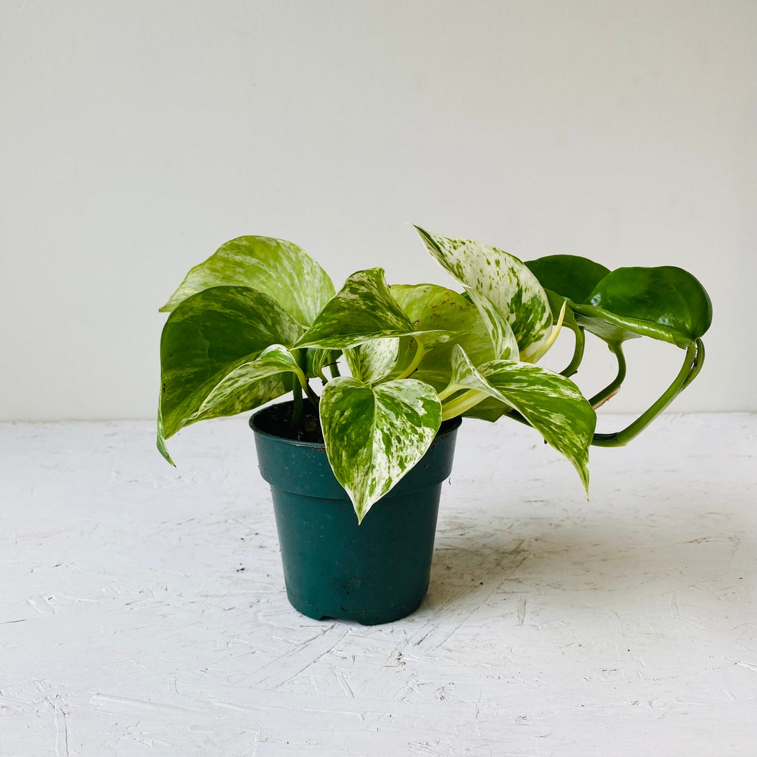 4&quot; Pothos Marble queen - MIKAFleurPlant