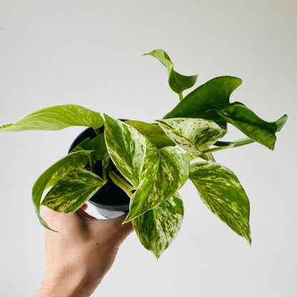 4&quot; Pothos Marble queen - MIKAFleurPlant