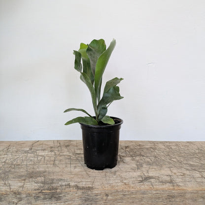 4&quot; Staghorn Fern - MIKAPlants
