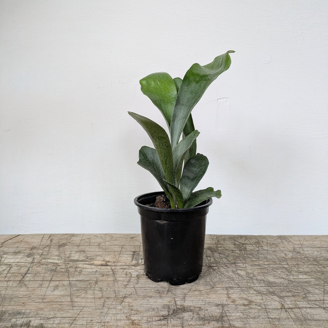 4&quot; Staghorn Fern - MIKAPlants