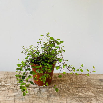 5&quot; Wire Vine - MIKAPlant