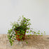 5" Wire Vine - MIKAPlant