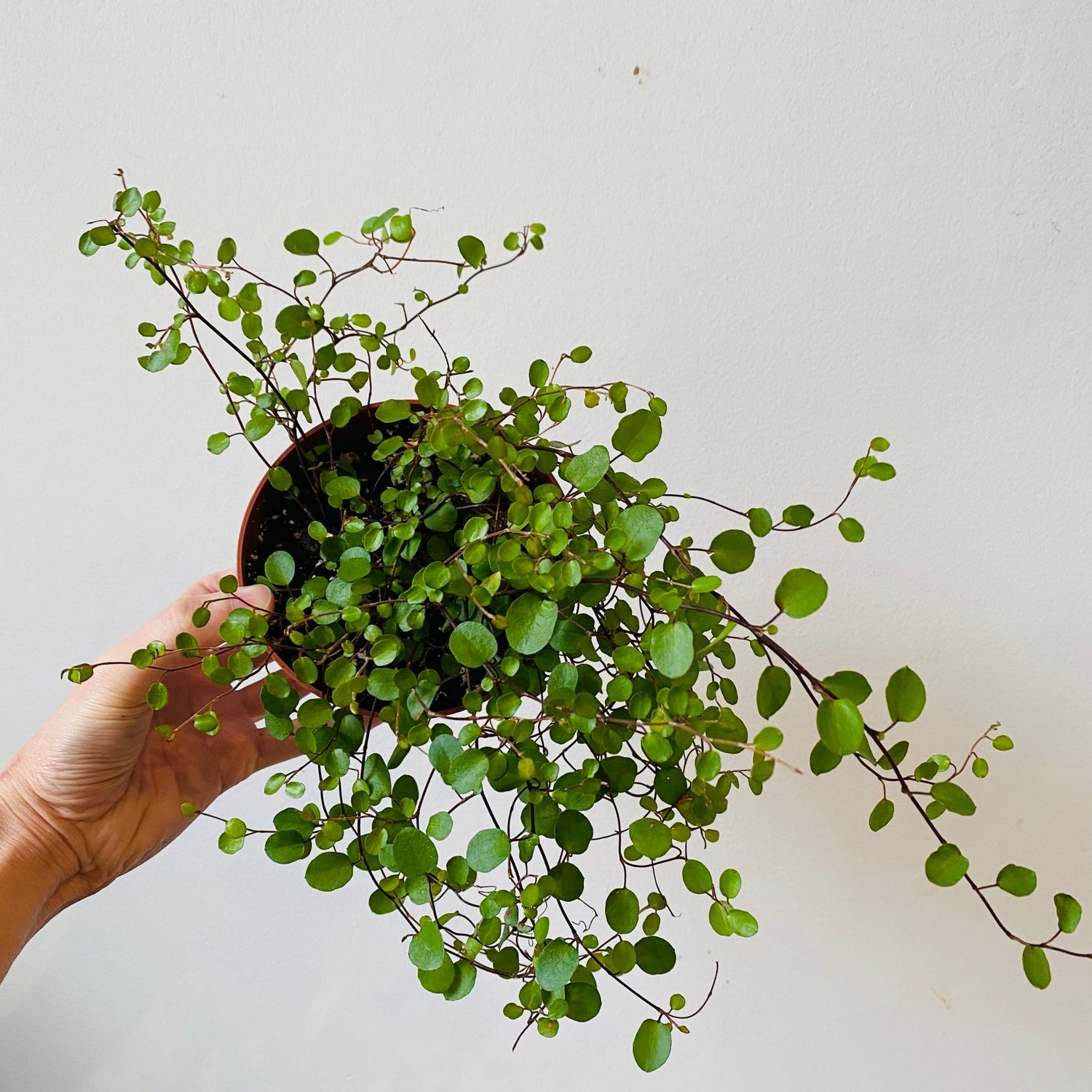 5&quot; Wire Vine - MIKAPlant