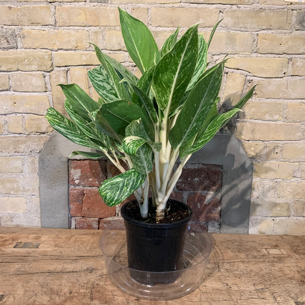 
                  
                    Load image into Gallery viewer, 7.5” Chinese evergreen
                  
                