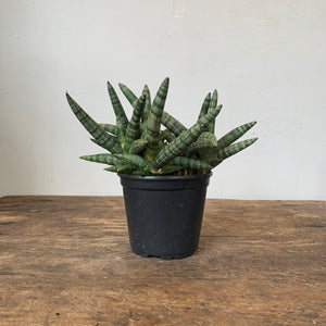 
                  
                    Load image into Gallery viewer, 6&amp;quot; Sansevieria starfish
                  
                