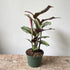 6" Calathea White Star - MIKAPlant