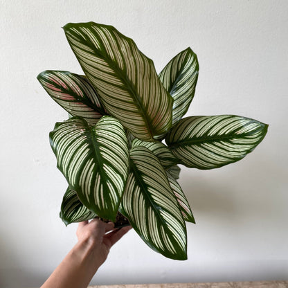 6&quot; Calathea White Star - MIKAPlant