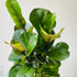 6" Ficus Lyrata - MIKAFleurPlants