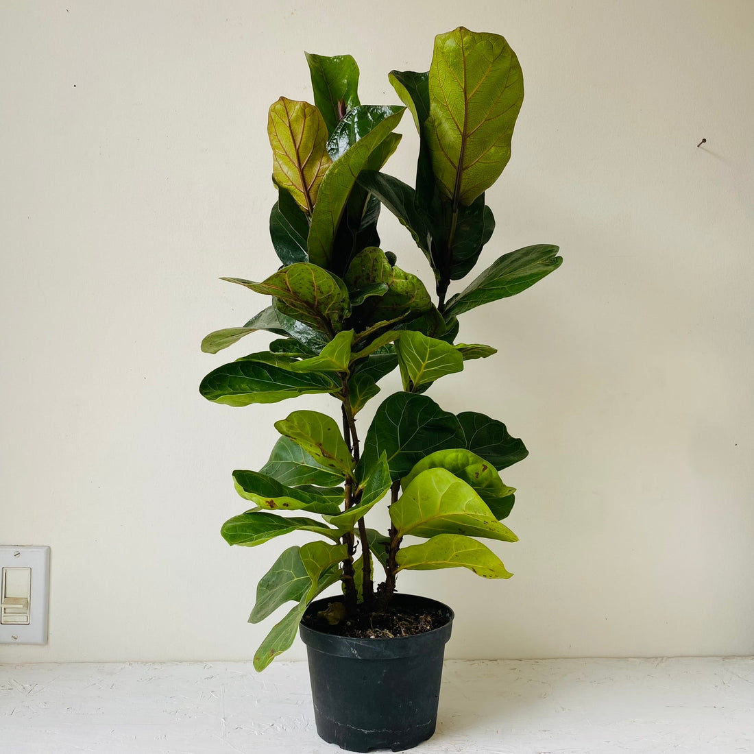 6&quot; Ficus Lyrata - MIKAFleurPlants