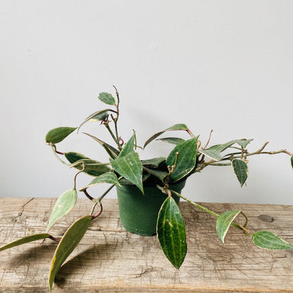 6&quot; Hoya Macrophylla - MIKAPlants