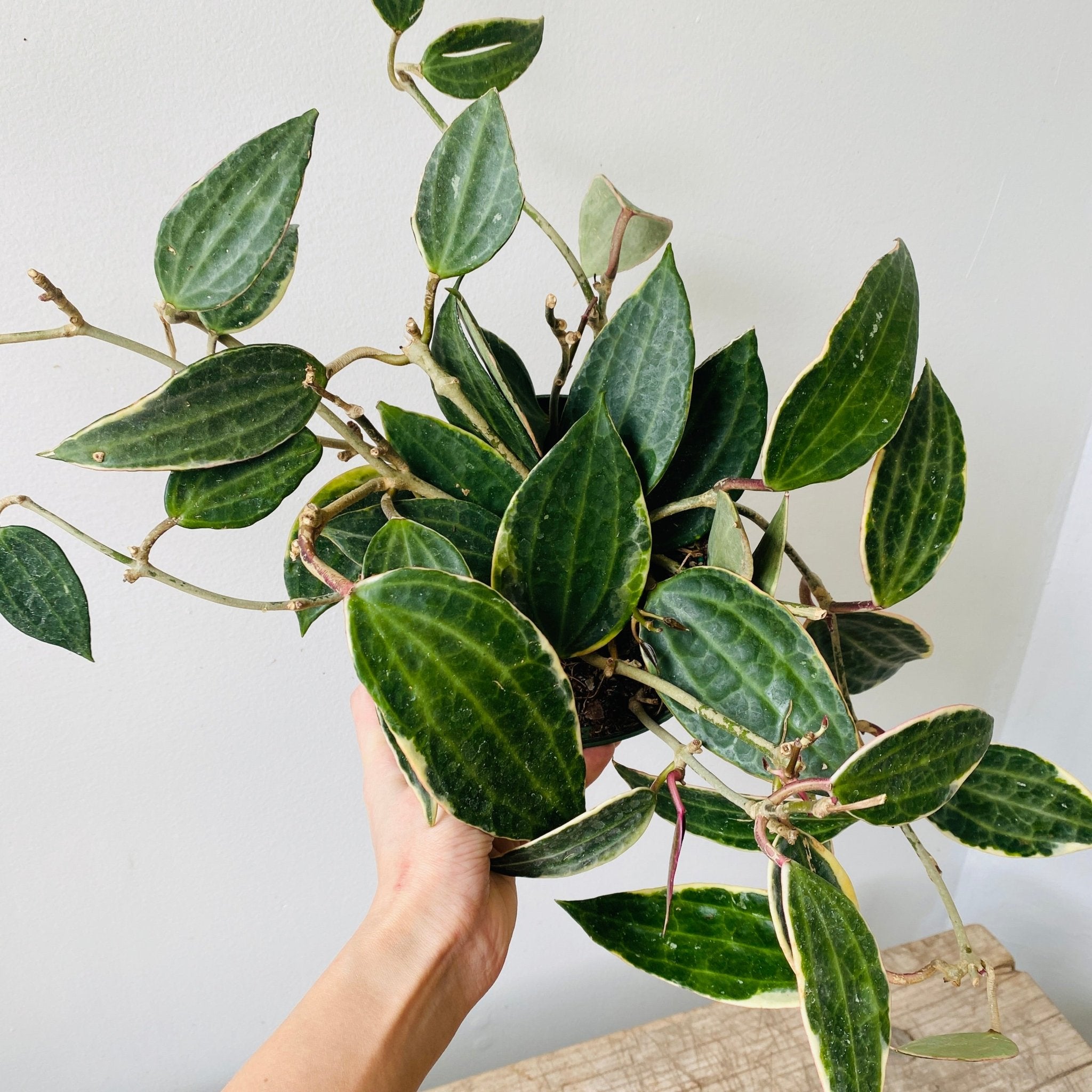 6&quot; Hoya Macrophylla - MIKAPlants