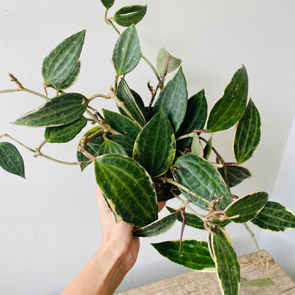 6&quot; Hoya Macrophylla - MIKAPlants