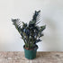 6" ZZ plant Raven - MIKAPlant