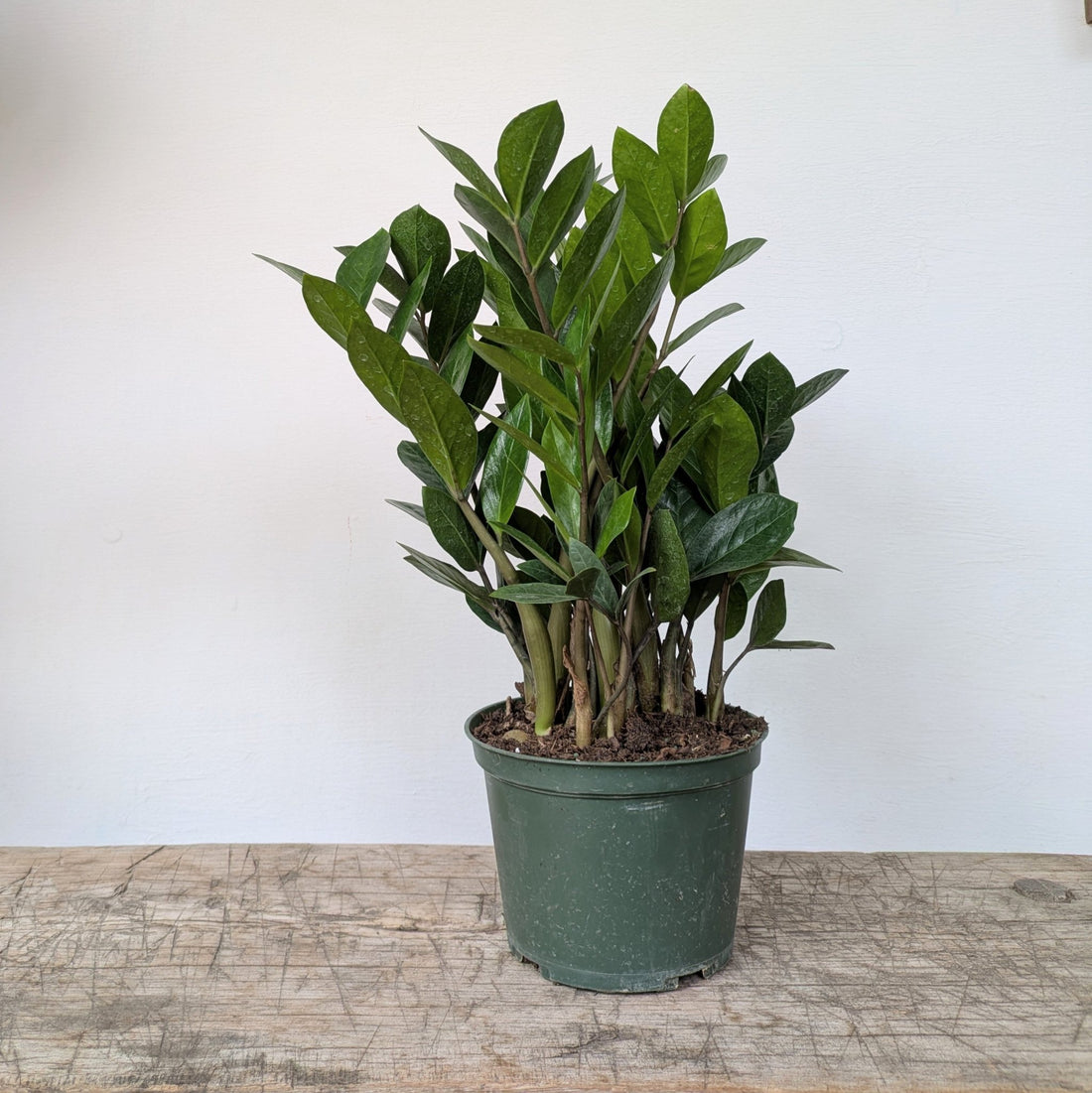 6&quot; ZZplant - MIKAPlant