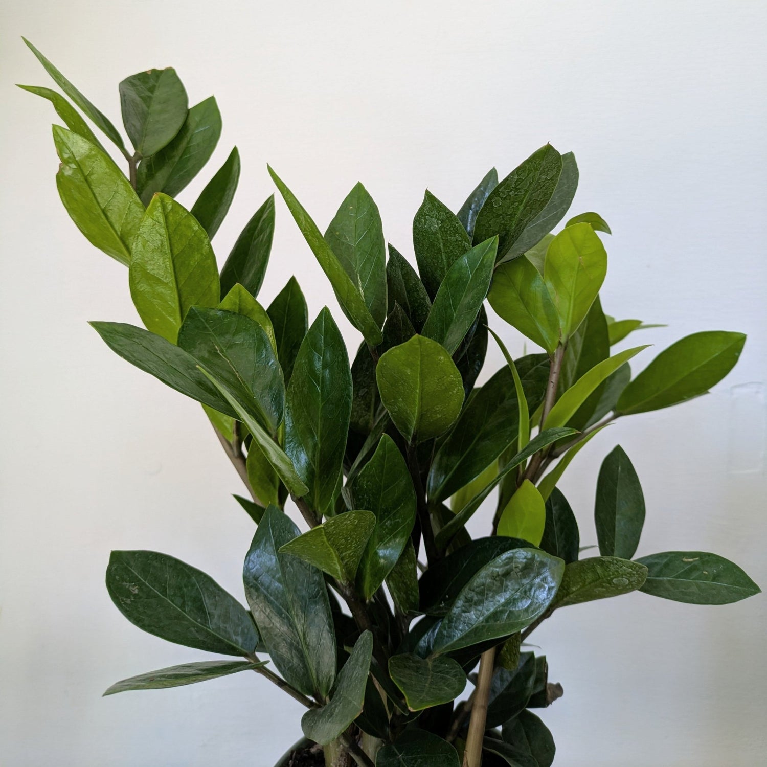 6&quot; ZZplant - MIKAPlant