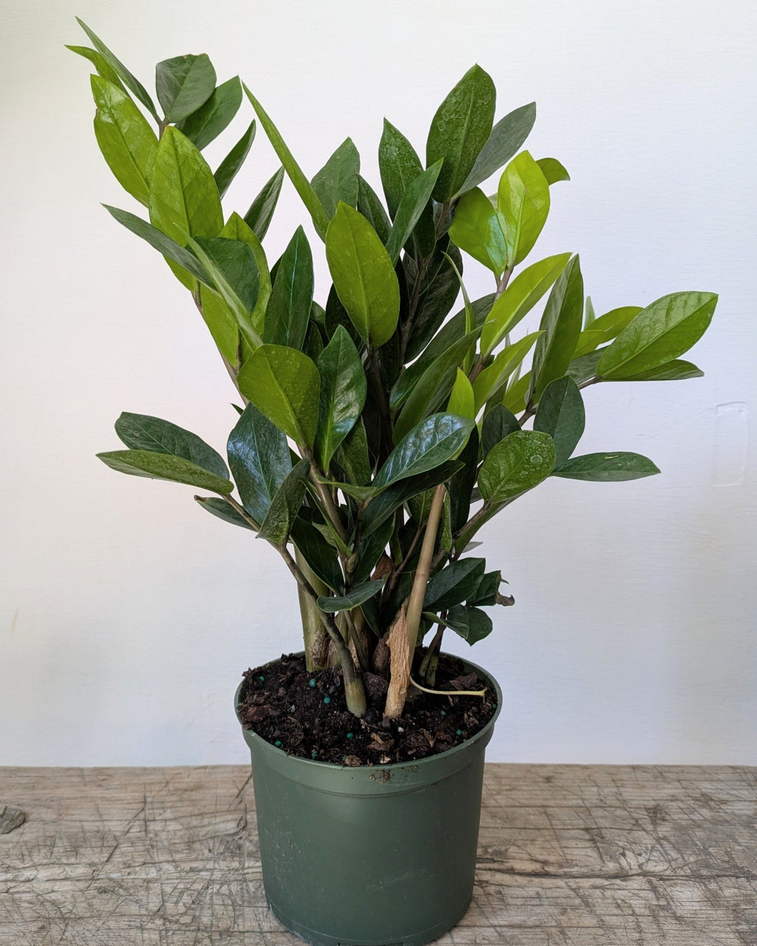 6&quot; ZZplant - MIKAPlant