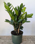 6" ZZplant - MIKAPlant