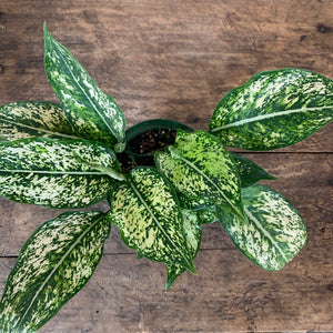 
                  
                    Load image into Gallery viewer, 6&amp;quot; Chinese Evergreen
                  
                