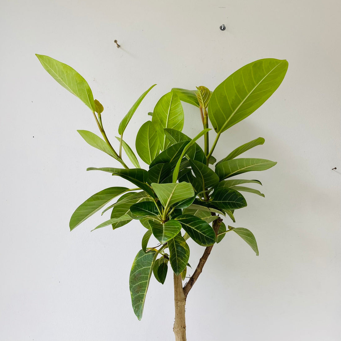 8&quot; Ficus Yellowgem - MIKAFleurPlants